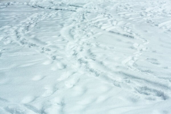 雪上の足跡