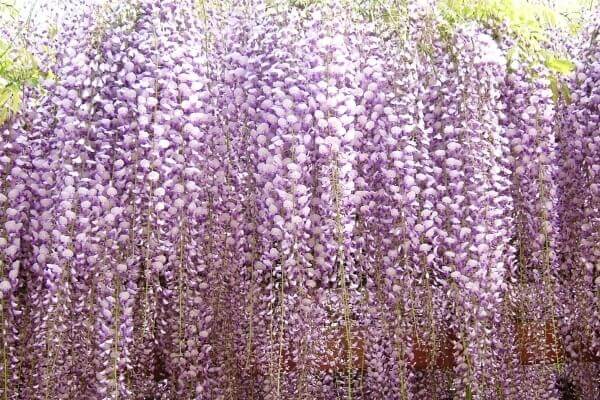 たわわなフジの花